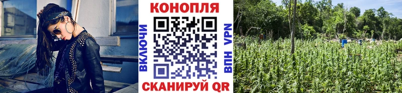 где продают   Сертолово  Бошки марихуана THC 21% 